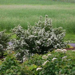 Wedding Cake® Bridal Wreath Spirea
