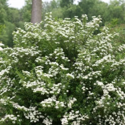 Wedding Cake® Bridal Wreath Spirea -Naty Plants Shop spiraea nipponica wedding cake 3