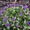 'Spot On' Lungwort