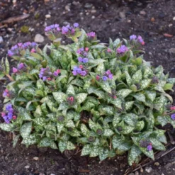 'Spot On' Lungwort 6 'Spot On' Lungwort -Naty Plants Shop spot on lungwort 3