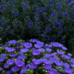 'Peachie's Pick' Stokes' Aster -Naty Plants Shop stokesia peachies pick 3
