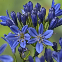 Summer Love™ Blue Lily-of-the-Nile
