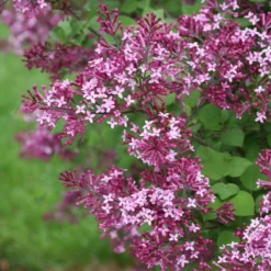 Bloomerang® Dark Purple Reblooming Lilac -Naty Plants Shop syringa bloomerang dark purple 1 d73cfa69 06cc 4d20 84e4 d400f67ff85a sw