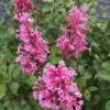 Bloomerang® Dwarf Pink Reblooming Lilac