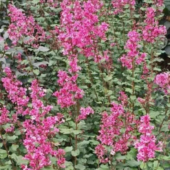 Bloomerang® Dwarf Pink Reblooming Lilac -Naty Plants Shop syringa bloomerang dwarf pink lilac 3 90d9a641 6508 400c a33c 738aae7d525d sw