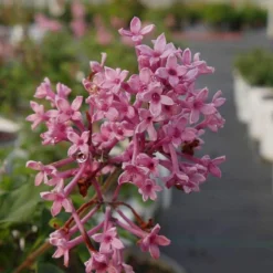 Bloomerang® Dwarf Pink Reblooming Lilac -Naty Plants Shop syringa bloomerang dwarf pink lilac 4 8966bce5 8ef0 449e a4c9 daa5789b0725 sw