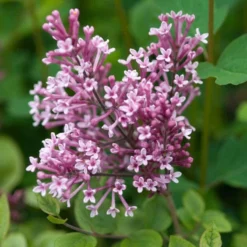 Bloomerang® Dwarf Pink Reblooming Lilac -Naty Plants Shop syringa bloomerang dwarf pink lilac 5 50a99c2d 27cc 441b 9d5a 6c5c9f36fb3a sw