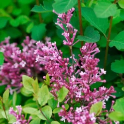 Bloomerang® Dwarf Pink Reblooming Lilac -Naty Plants Shop syringa bloomerang dwarf pink lilac 6 ebc88012 3b1b 494c 9eef 9d46293e6941 sw