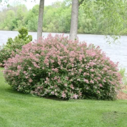Scent And Sensibility™ Pink Lilac -Naty Plants Shop syringa scent sensibility pink 3
