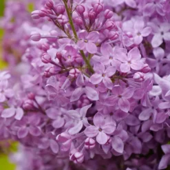 Scentara Pura® Lilac