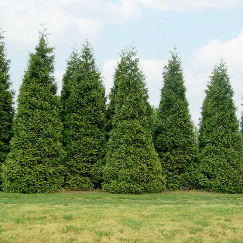 'Green Giant' Arborvitae/Thuja 2 'Green Giant' Arborvitae/Thuja - Image 2