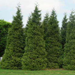 'Green Giant' Arborvitae/Thuja 11 'Green Giant' Arborvitae/Thuja -Naty Plants Shop thuja green giant 3copy2