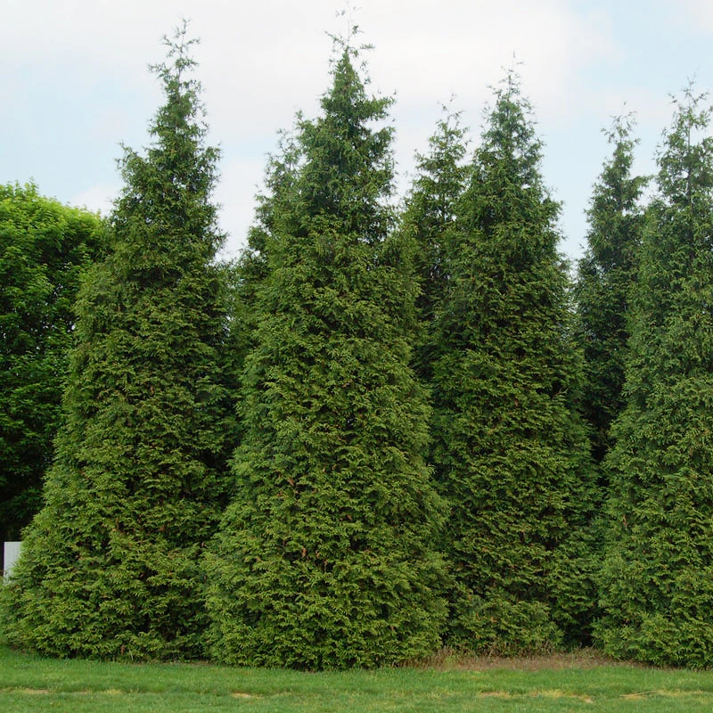 'Green Giant' Arborvitae/Thuja 5 'Green Giant' Arborvitae/Thuja - Image 5