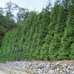 'Green Giant' Arborvitae/Thuja 12 'Green Giant' Arborvitae/Thuja -Naty Plants Shop thuja green giant 6copy2
