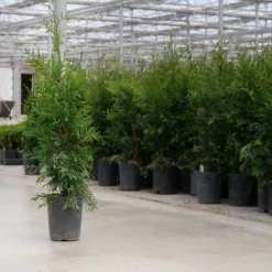 'Green Giant' Arborvitae/Thuja 9 'Green Giant' Arborvitae/Thuja -Naty Plants Shop thuja green giant 8copy
