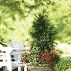 Spring Grove® Western Arborvitae -Naty Plants Shop thuja plicata spring grove 3