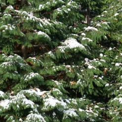 Spring Grove® Western Arborvitae -Naty Plants Shop thuja plicata spring grove 4