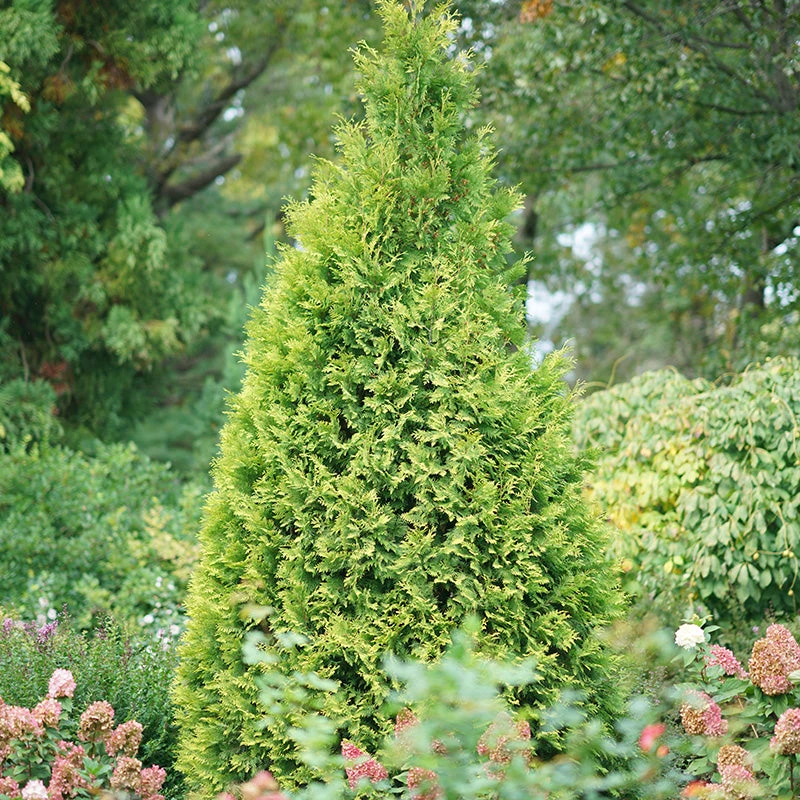 Polar Gold® Arborvitae 1 Polar Gold® Arborvitae