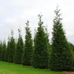 'Hetz Wintergreen' Arborvitae 4 'Hetz Wintergreen' Arborvitae -Naty Plants Shop thuja wintergreen arborvitae 2 sw