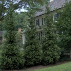 'Hetz Wintergreen' Arborvitae 5 'Hetz Wintergreen' Arborvitae -Naty Plants Shop thuja wintergreen arborvitae 3 sw