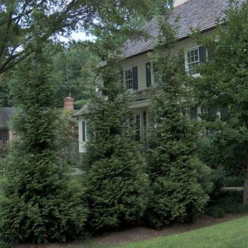 'Hetz Wintergreen' Arborvitae 3 'Hetz Wintergreen' Arborvitae - Image 3