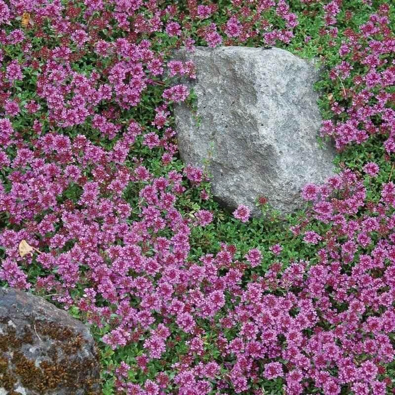 Red Creeping Thyme 2 Red Creeping Thyme - Image 2