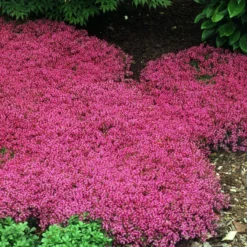 Red Creeping Thyme