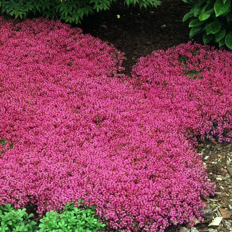 Red Creeping Thyme 1 Red Creeping Thyme