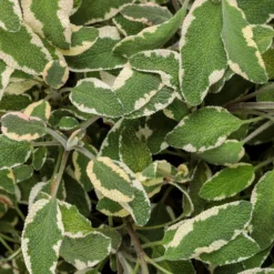 Tricolor Sage