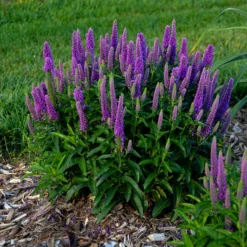 Magic Show® 'Purple Illusion' Spike Speedwell