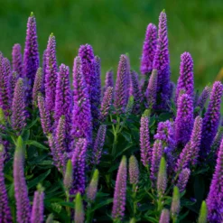 Magic Show® 'Purple Illusion' Spike Speedwell -Naty Plants Shop veronica purple illusion 3 P