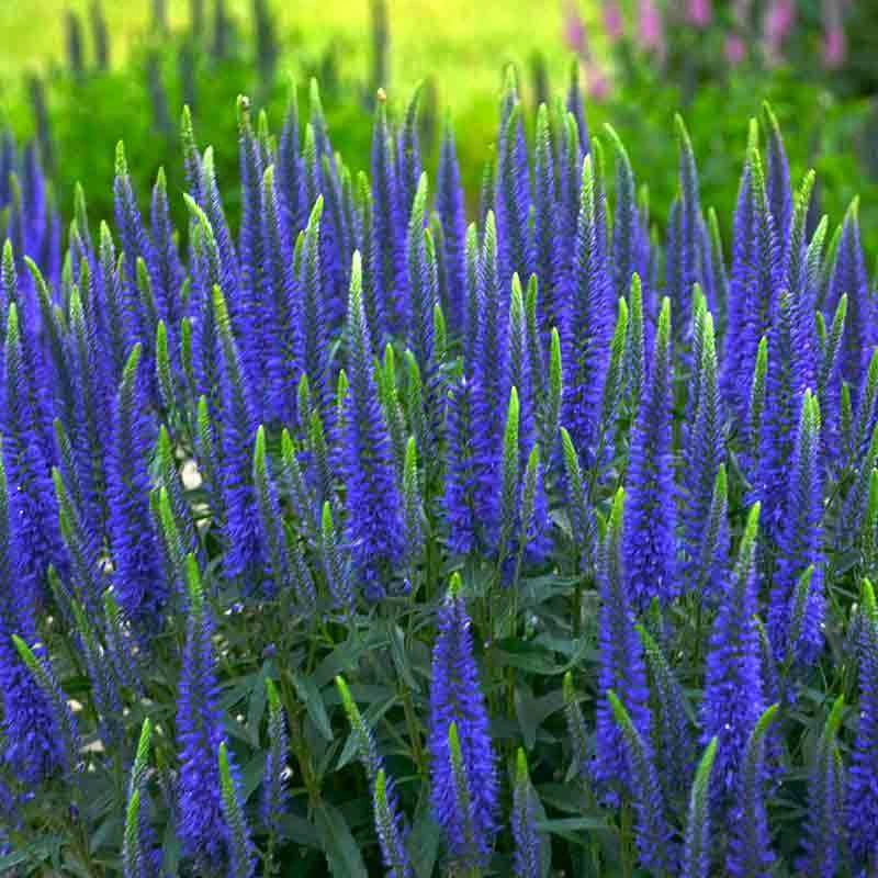 Magic Show® 'Wizard Of Ahhs' Spike Speedwell 1 Magic Show® 'Wizard Of Ahhs' Spike Speedwell
