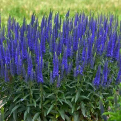 Magic Show® 'Wizard Of Ahhs' Spike Speedwell 7 Magic Show® 'Wizard Of Ahhs' Spike Speedwell -Naty Plants Shop veronica wizard of ahhs spike speedwell 2