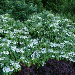 Wabi-Sabi® Doublefile Viburnum