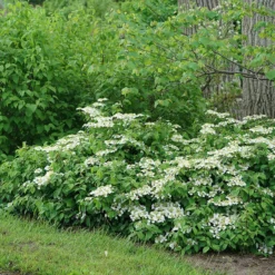 Wabi-Sabi® Doublefile Viburnum -Naty Plants Shop viburnum wabi sabi 3