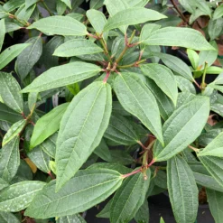 Yin® David Viburnum -Naty Plants Shop viburnum yin 3