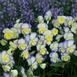 'Etain' Perennial Violet -Naty Plants Shop viola etain 2
