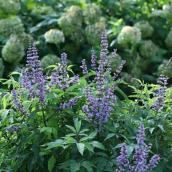 Blue Diddley® Chaste Tree -Naty Plants Shop vitex blue diddley 1 P sw