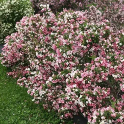 Czechmark Trilogy® Weigela -Naty Plants Shop weigela czechmark trilogy 2 sw