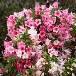 Czechmark Trilogy® Weigela -Naty Plants Shop weigela czechmark trilogy 3 sw