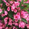 Czechmark Twopink® Weigela