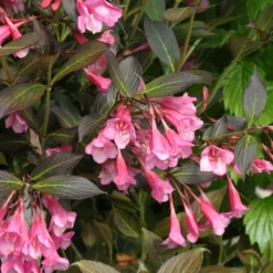 Fine Wine® Weigela -Naty Plants Shop weigela fine wine 1 40a5c063 a4d6 43a3 b771 a0f568dc6019