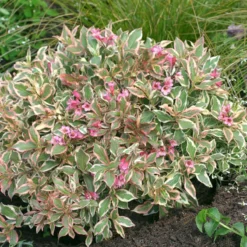 My Monet® Weigela