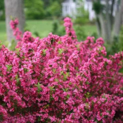 Sonic Bloom® Pink Weigela 9 Sonic Bloom® Pink Weigela -Naty Plants Shop weigela sonic bloom pink 2