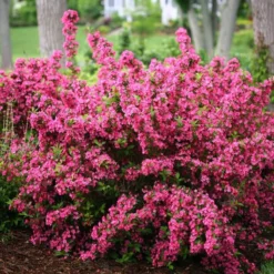 Sonic Bloom® Pink Weigela 10 Sonic Bloom® Pink Weigela -Naty Plants Shop weigela sonic bloom pink 3