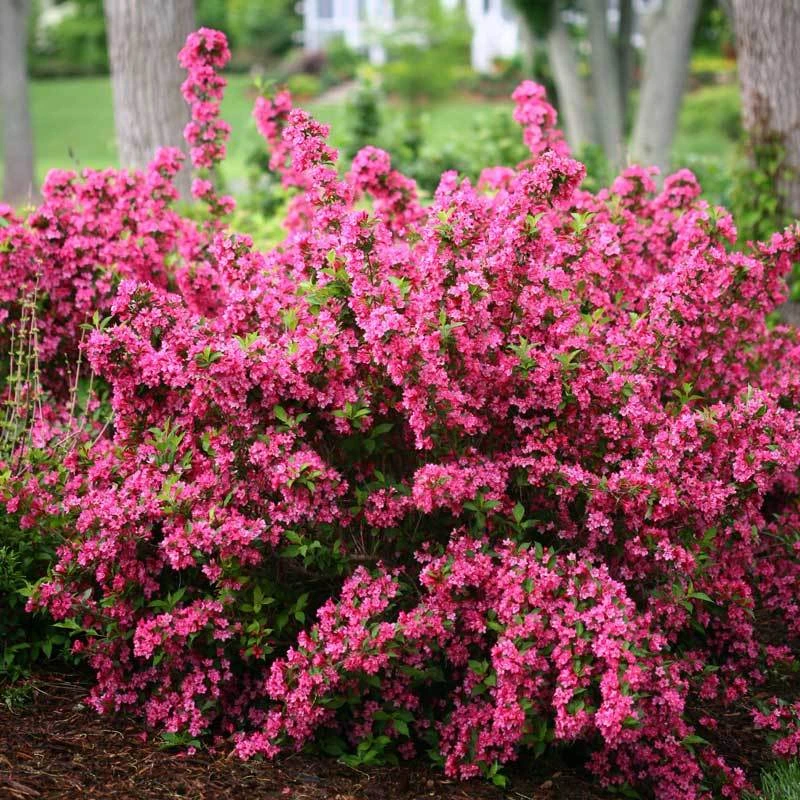 Sonic Bloom® Pink Weigela 4 Sonic Bloom® Pink Weigela - Image 4