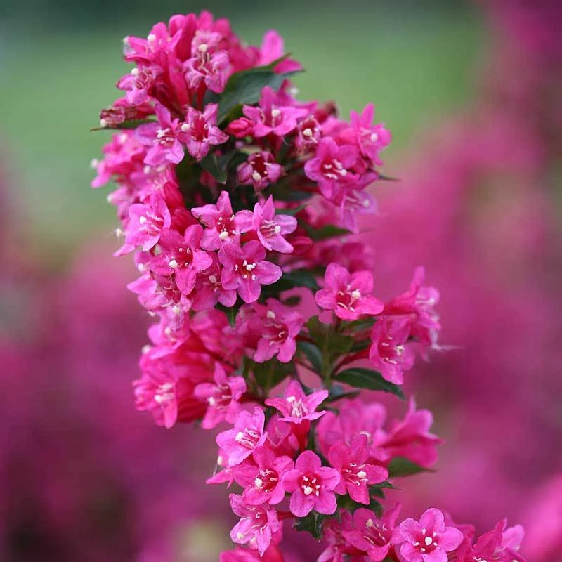 Sonic Bloom® Pink Weigela 2 Sonic Bloom® Pink Weigela - Image 2
