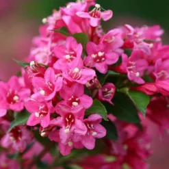 Sonic Bloom® Pink Weigela 11 Sonic Bloom® Pink Weigela -Naty Plants Shop weigela sonic bloom pink 5