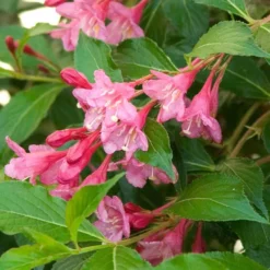 Sonic Bloom® Pink Weigela 12 Sonic Bloom® Pink Weigela -Naty Plants Shop weigela sonic bloom pink 6