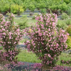 Sonic Bloom® Pure Pink Weigela -Naty Plants Shop weigela sonic bloom pure pink 3